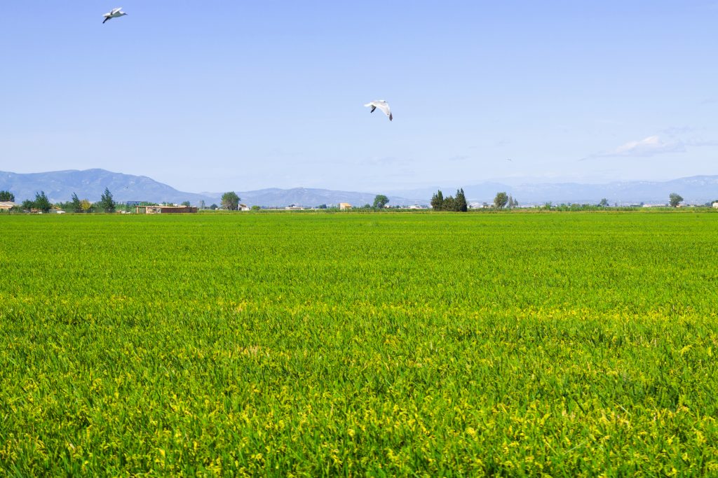 Ecoturismo - Arrozales Delta del Ebro