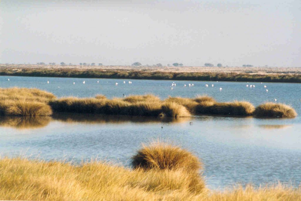 Ecoturismo - Parque de Doñana